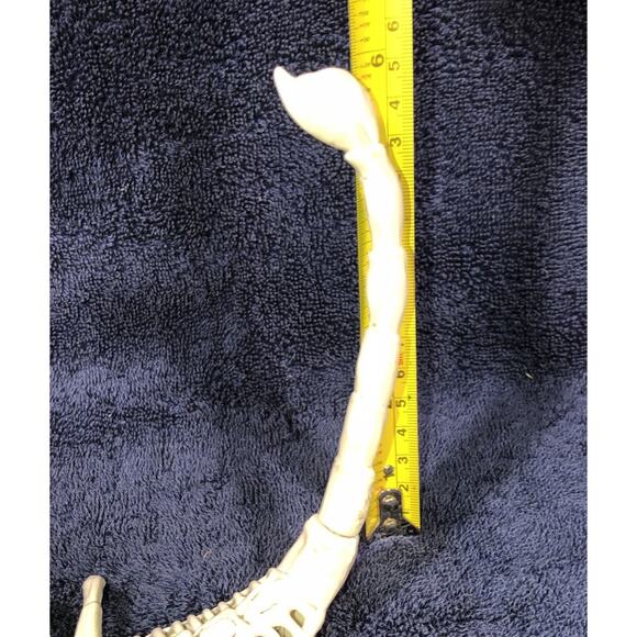 Halloween Skeleton Scorpion Scary Bones 7x6 - Picture 9 of 10